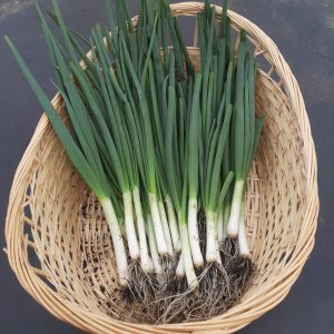 Ceapă verde și usturoi ecologic Lugoj